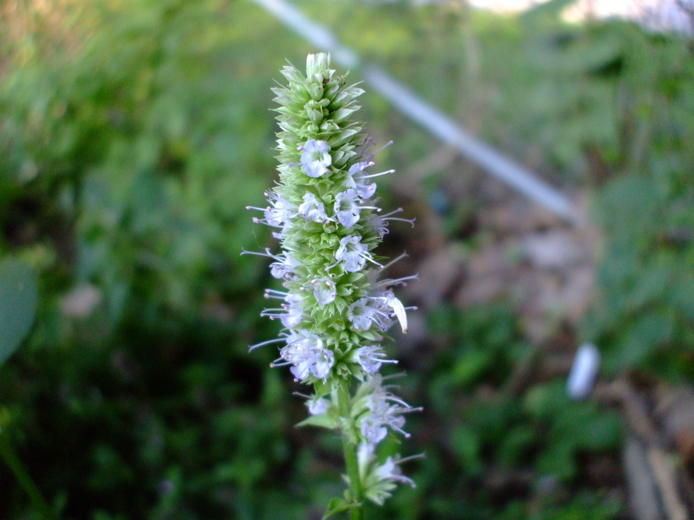 Agastache scrophulariifolia